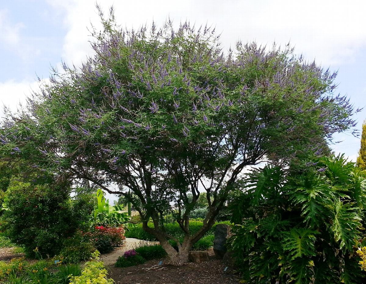 Growing Guide and Health Benefits of Chaste Tree Agric4Profits