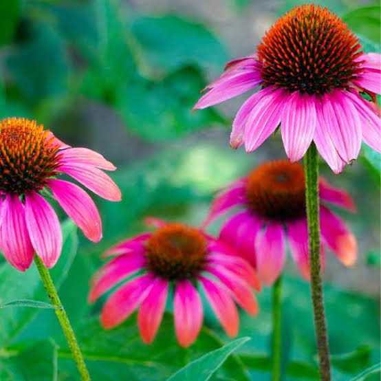 10 Medicinal Health Benefits Of Echinacea (Coneflower) Agric4Profits