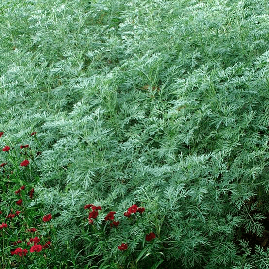 15 Medicinal Health Benefits Of Artemisia Plant (Wormwood) Agric4Profits