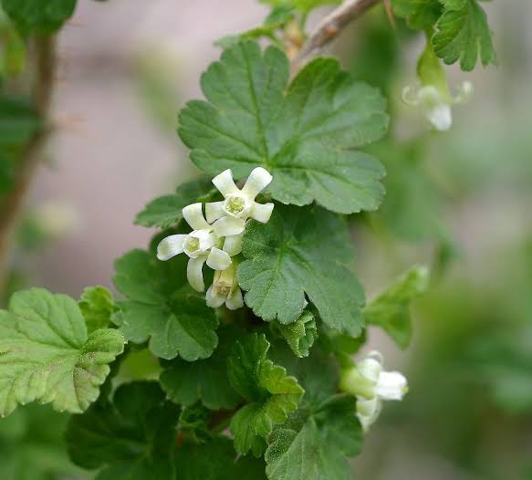18 Medicinal Health Benefits Of Ribes oxyacanthoides (Wild Red Currant