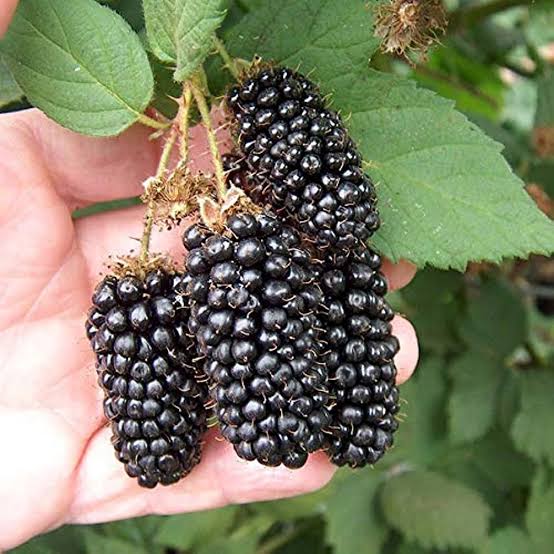 25 Medicinal Health Benefits Of Blackberry (Rubus fruticosus