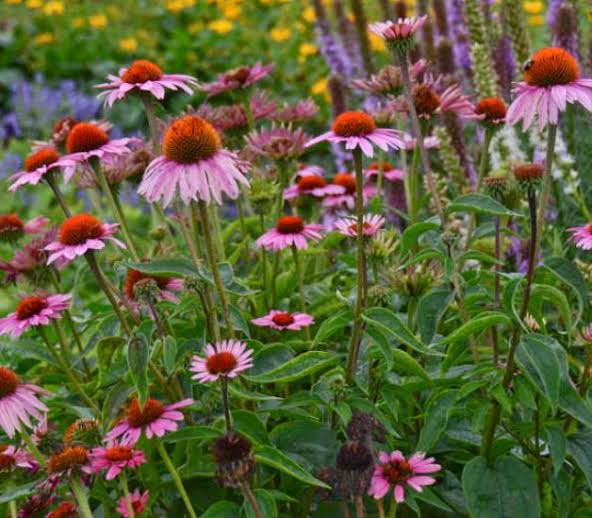 10 Medicinal Health Benefits Of Echinacea (Coneflower) Agric4Profits