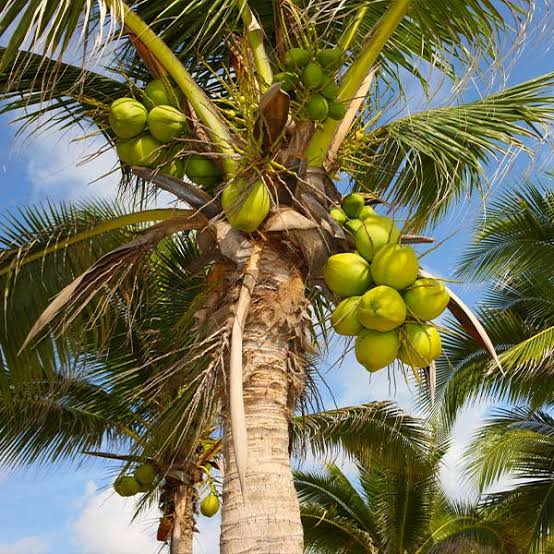 23 Medicinal Health Benefits Of Coconut (Cocos nucifera) Agric4Profits