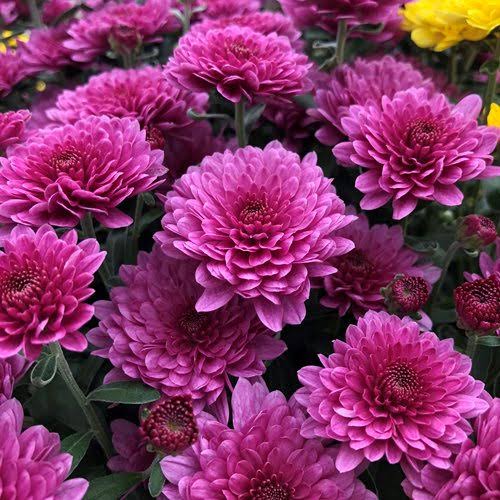 26 Medicinal Health Benefits Of Chrysanthemum Agric4Profits