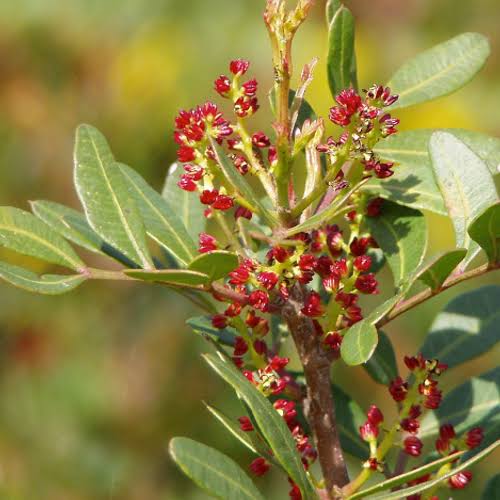 24 Medicinal Health Benefits Of Mastic Plant Resin (Pistacia lentiscus