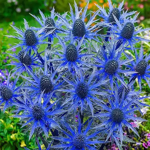 15 Medicinal Health Benefits Of Sea Holly (Eryngium) Agric4Profits