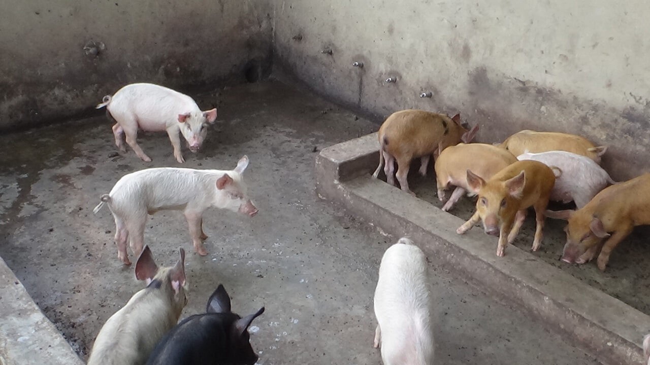 Pig Breeds in Nigeria