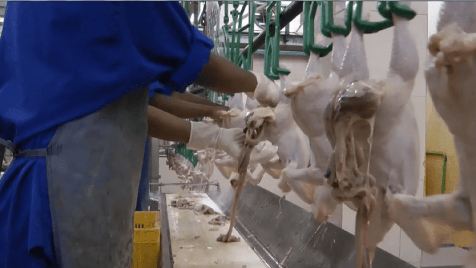 Poultry Processing Solution 2