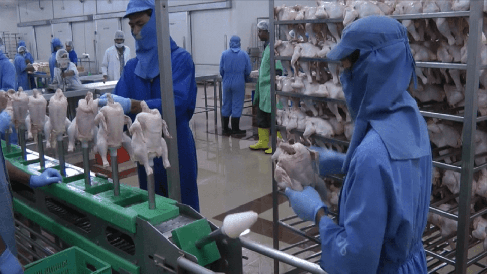 Poultry Processing Solution 3