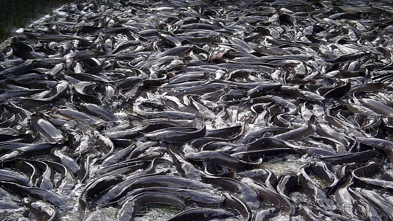 Profitability of Catfish Farming in Nigeria