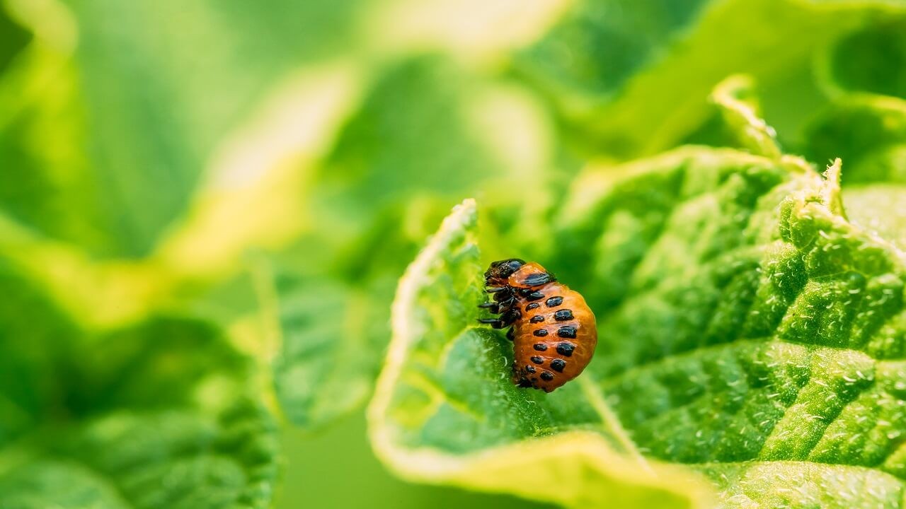 Greenhouse Integrated Pest Management