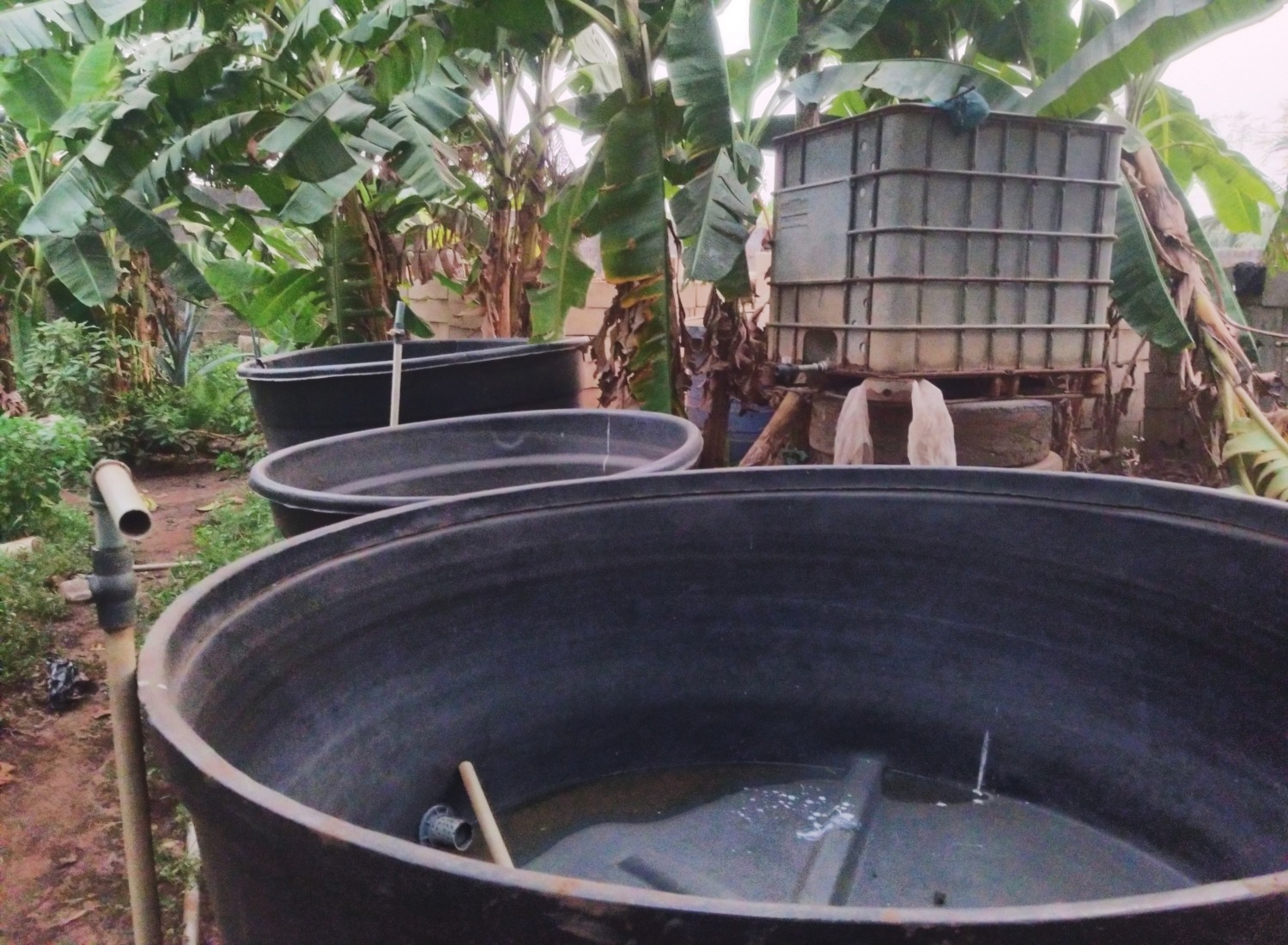 How To Start A Backyard Fish Farm