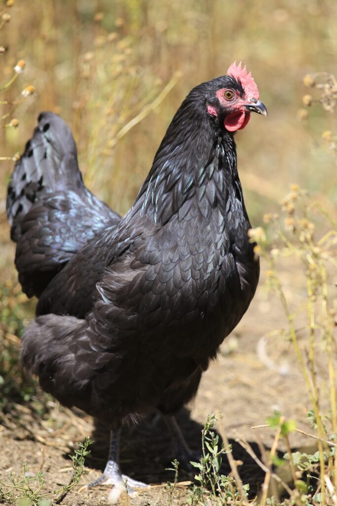 Best Pet Chickens You Can Raise At Home