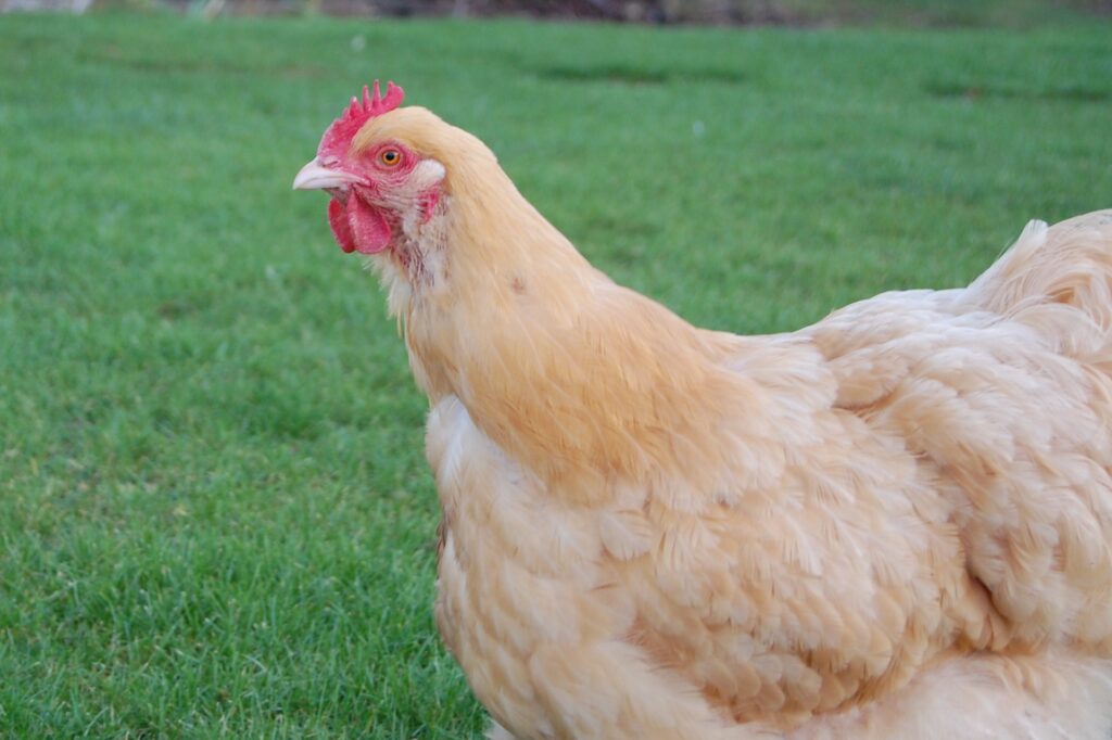 12 Best Chicken For Egg Production