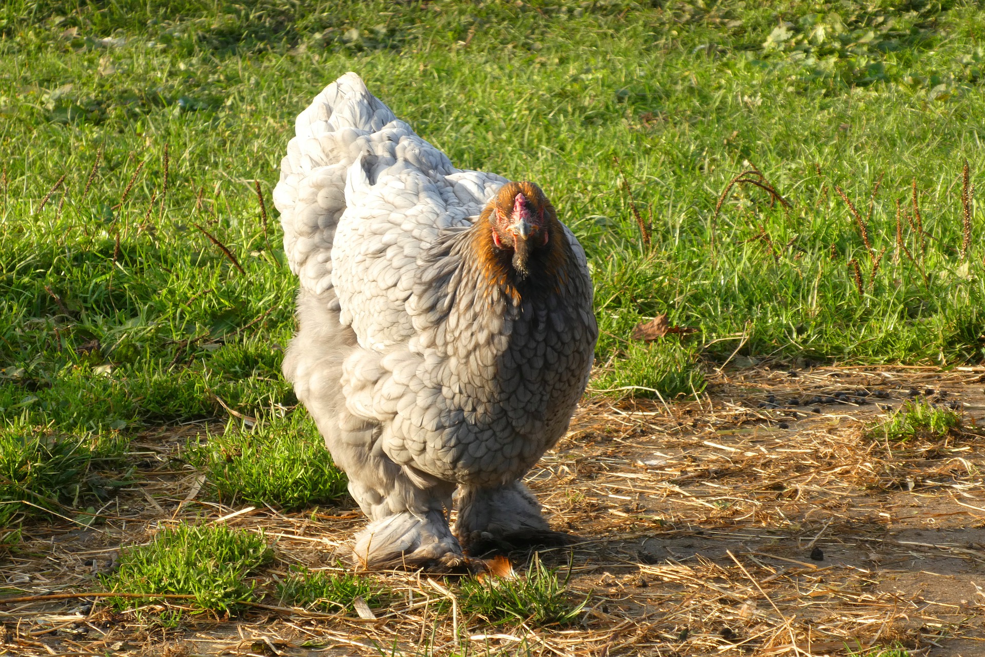 Best Pet Chickens You Can Raise At Home