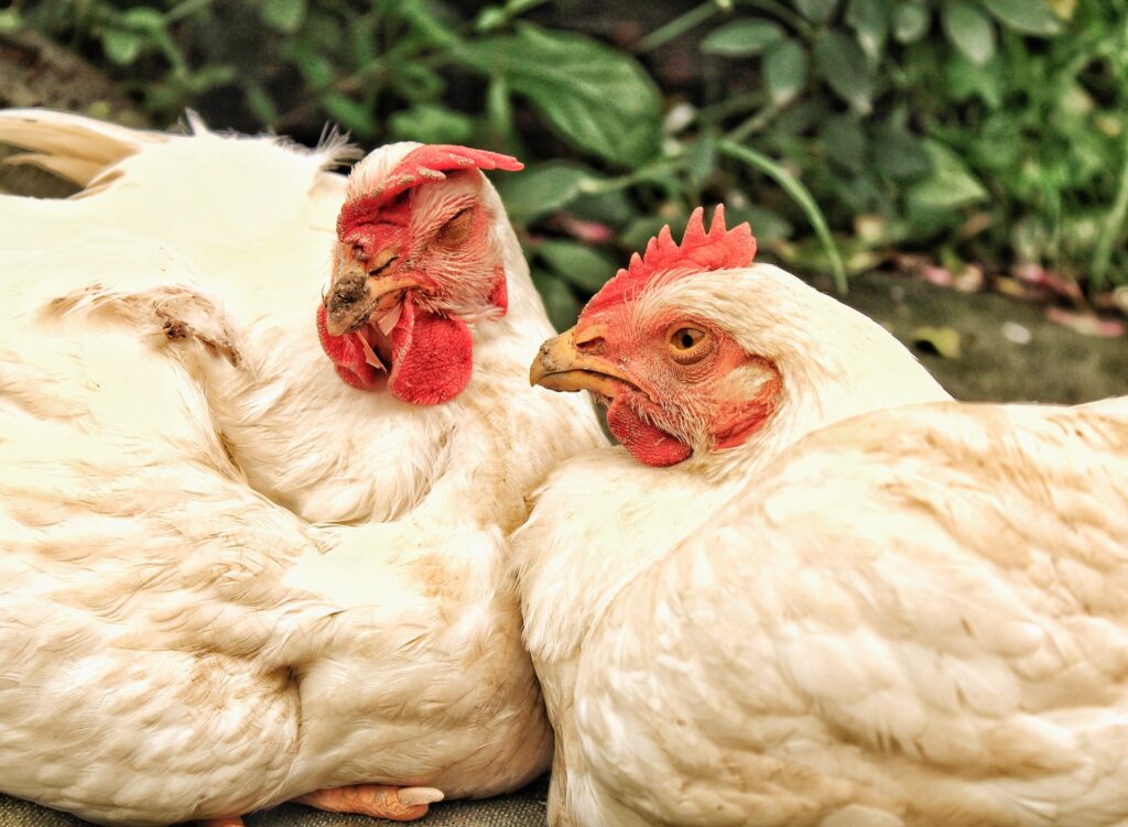 What Are The Difference Between Broilers And Noilers?
