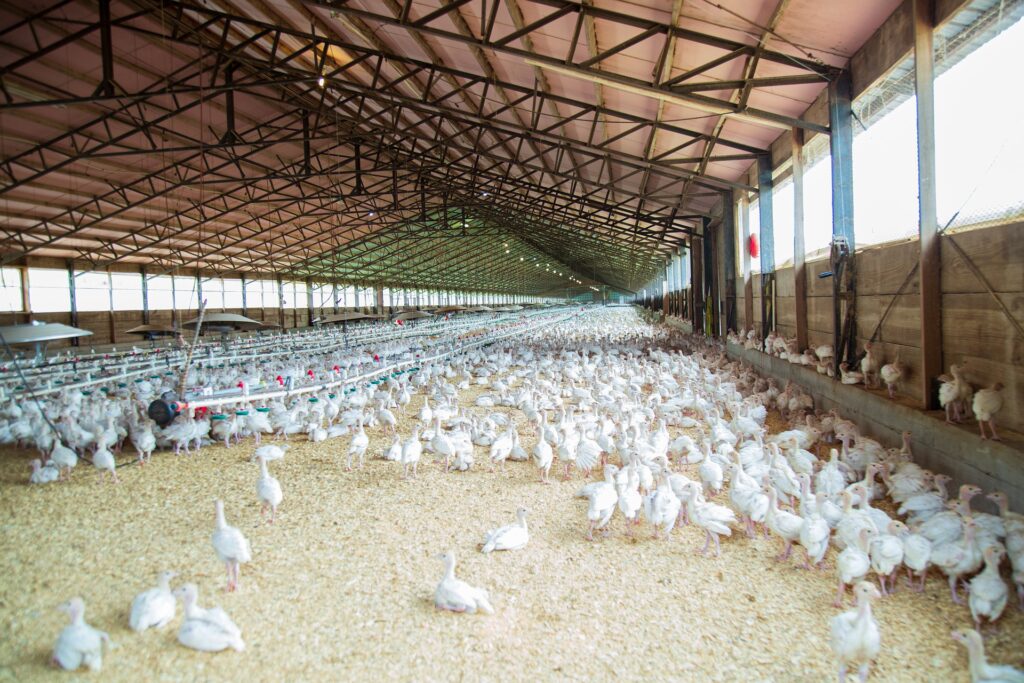 Cage Vs. FreeRange Vs. Deep Litter System Of Poultry Farming