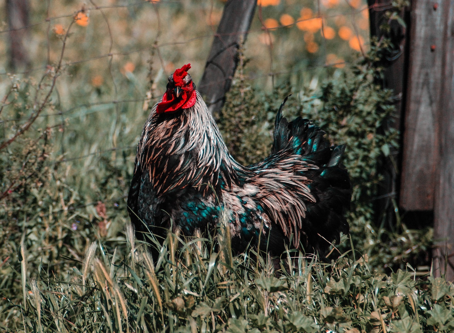 10 Best Chickens For Meat And Egg Production
