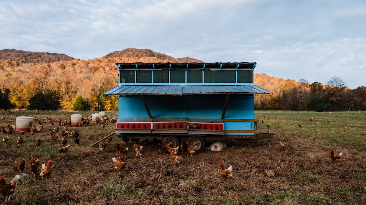 Cage Vs. FreeRange Vs. Deep Litter System Of Poultry Farming
