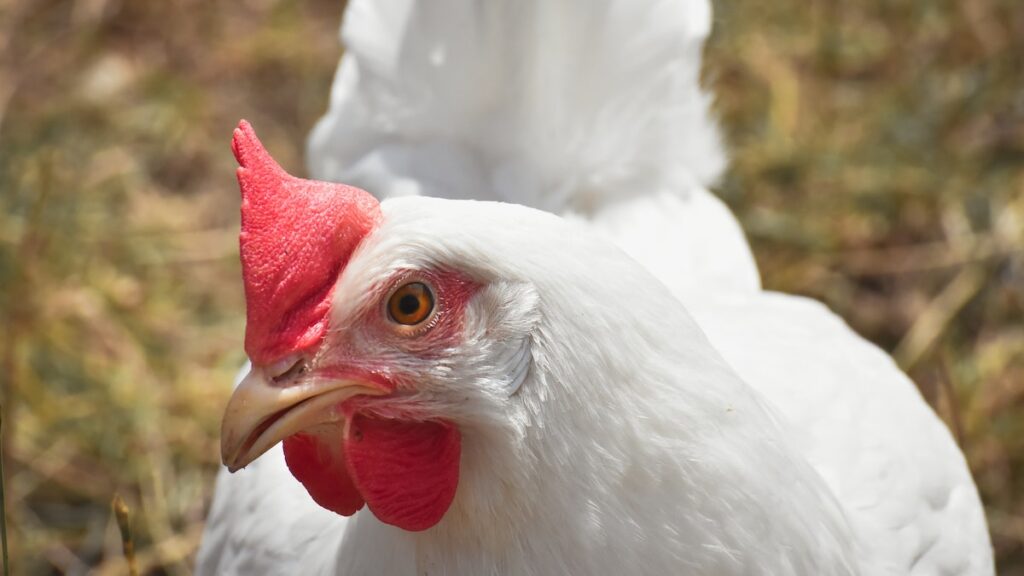 What Are The Difference Between Broilers And Noilers?