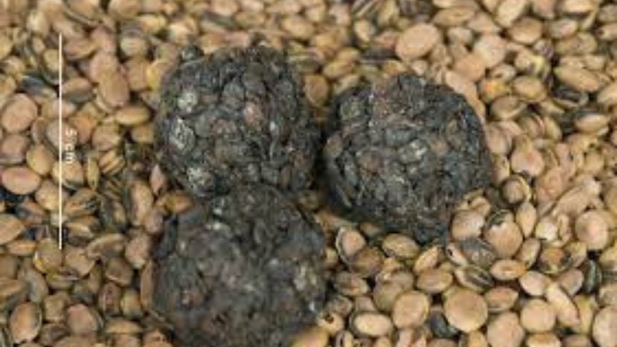 How To Make Locust Beans Step By Step Guide To Making AFRICAN LOCUST BEANS