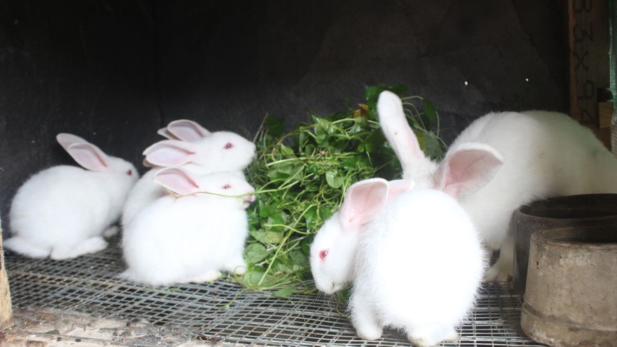 How To Start A Rabbit Farm What Do You Need To Know?