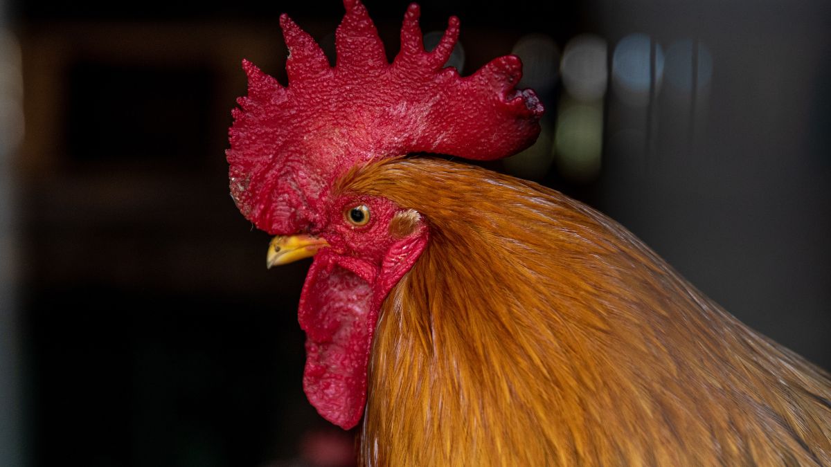 What Is A Chicken Comb? 10 Types Of Comb You Should Know About