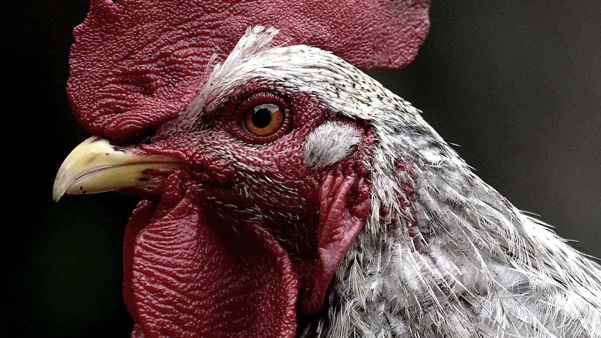 Chicken Lice How To Identify And Treat Chicken Lice