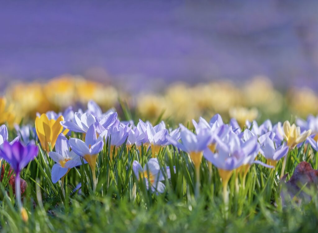 5 Profitable Crops For Small Farms