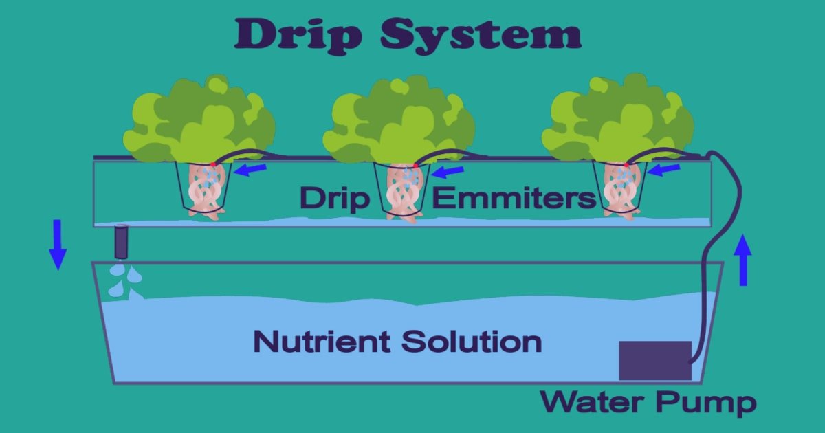 Hydroponic farming (Beginner Guide 2024) AGRICULTURE GURUJI