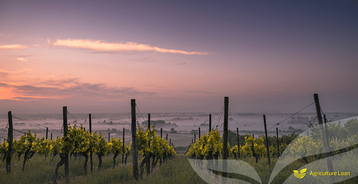 Winery Financing Agriculture Loan