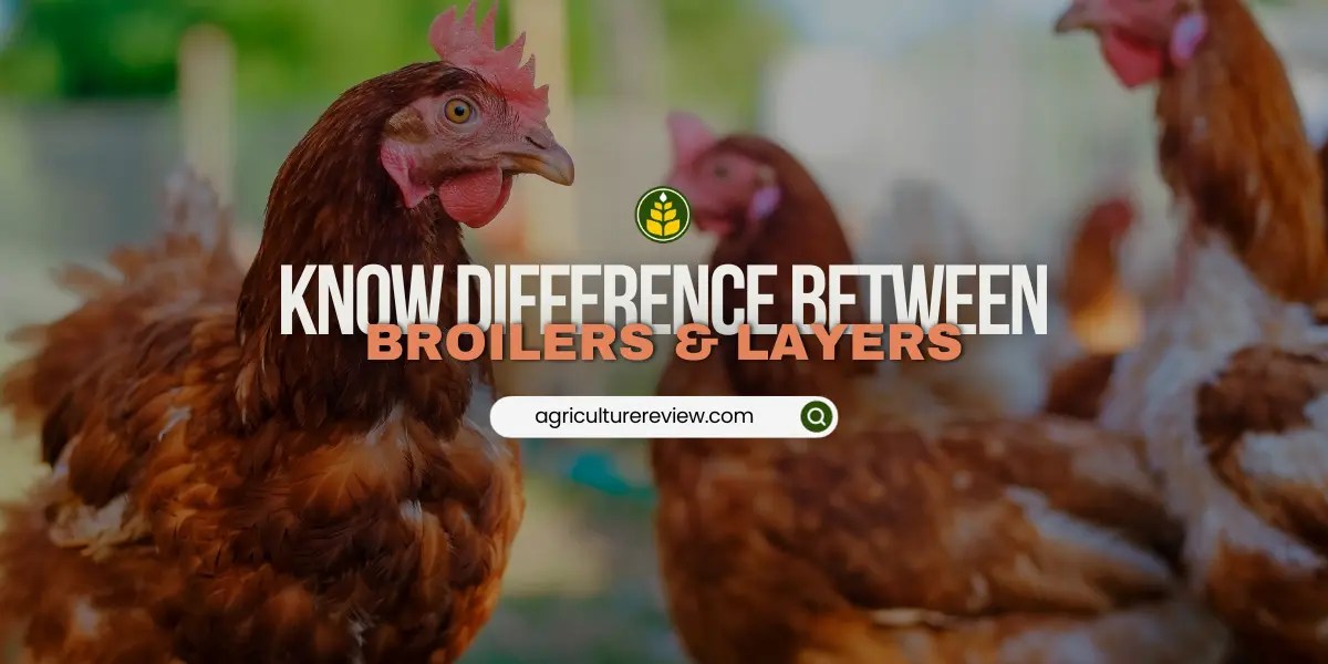 What are the differences between broilers and layers and in their