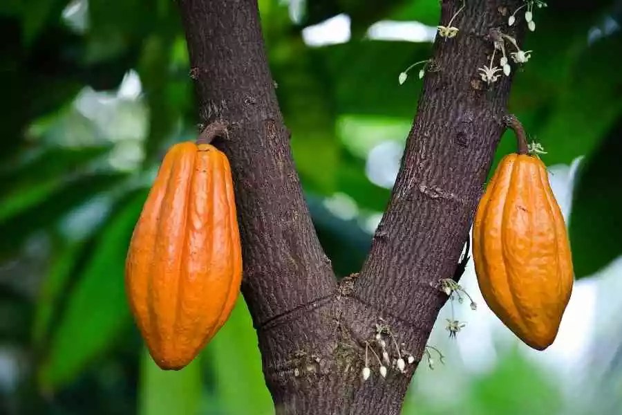 How to Grow Cocoa Tree Stepbystep guide