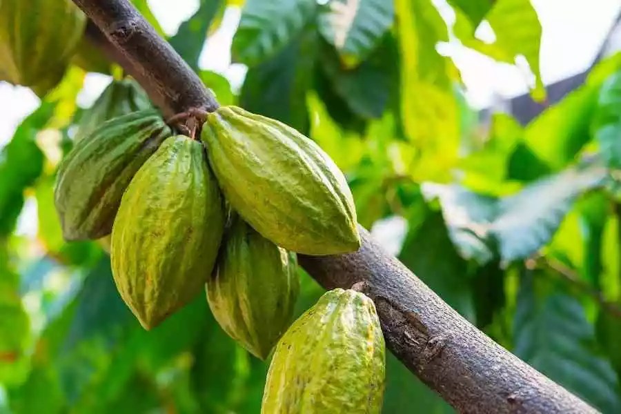 How to Grow Cocoa Tree Stepbystep guide