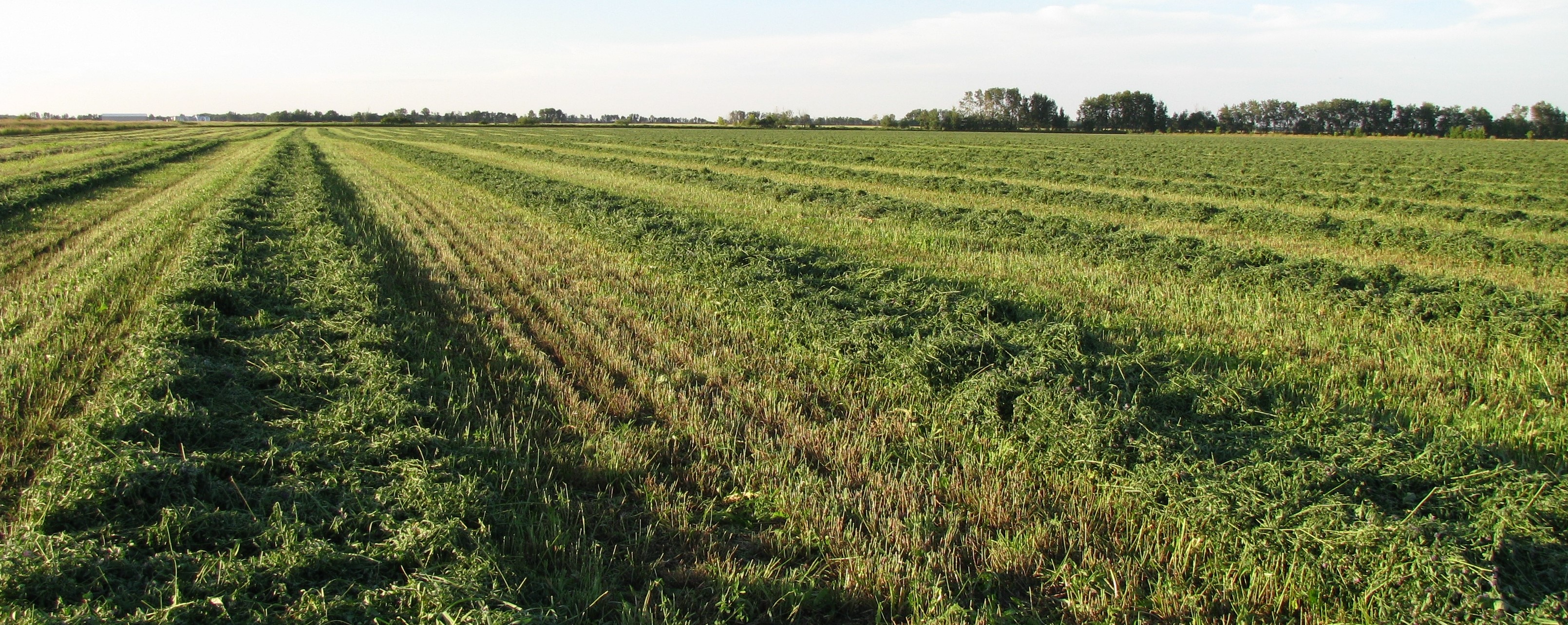 Essential Tips on Crop Forage and Turfgrass Management AgriERP Blog
