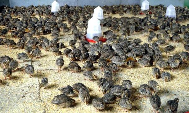 Image result for photos of quail farming