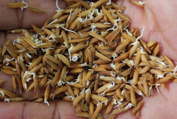 Rice Cultivation Information Guide Agrifarming.in