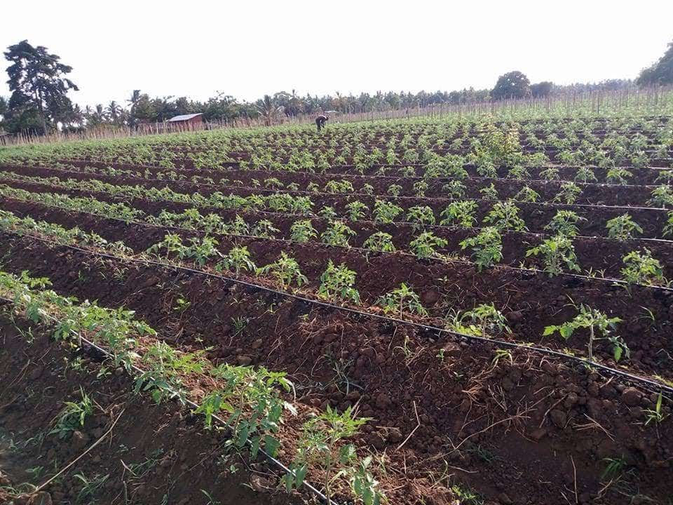 Activities Agrifarm Uganda Limited