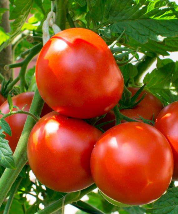 Tomato Farming in Botswana Agrifronts