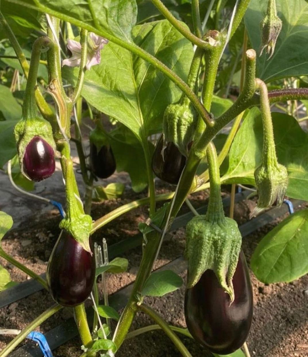 Eggplant Seeds Agri Future