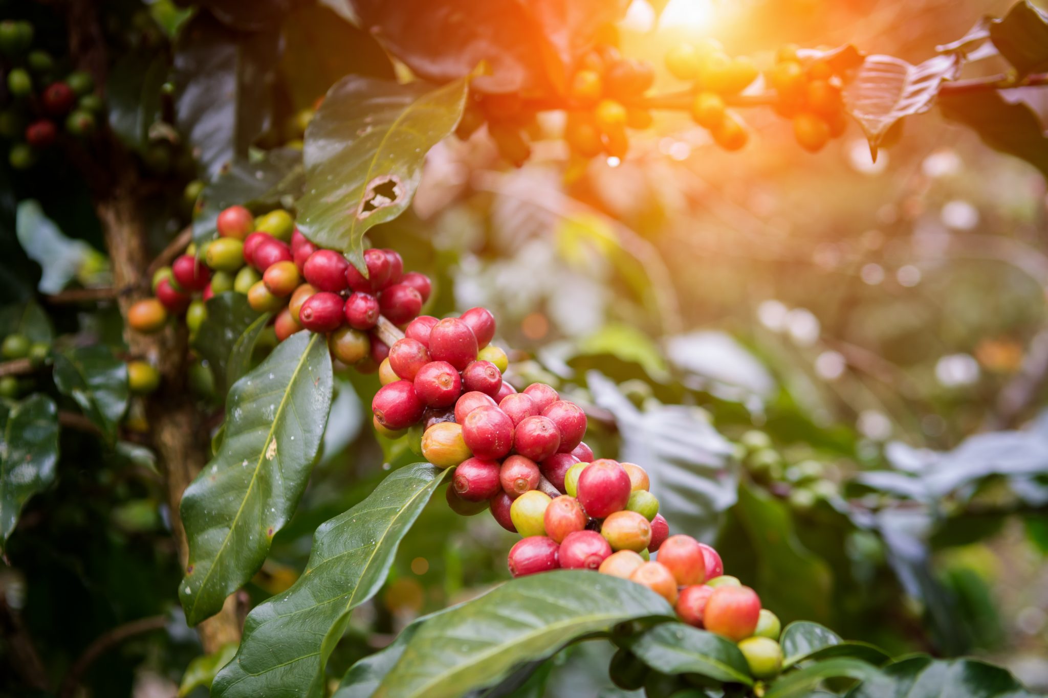 Building a sustainable future for the Australian coffee industry AgriFutures Australia