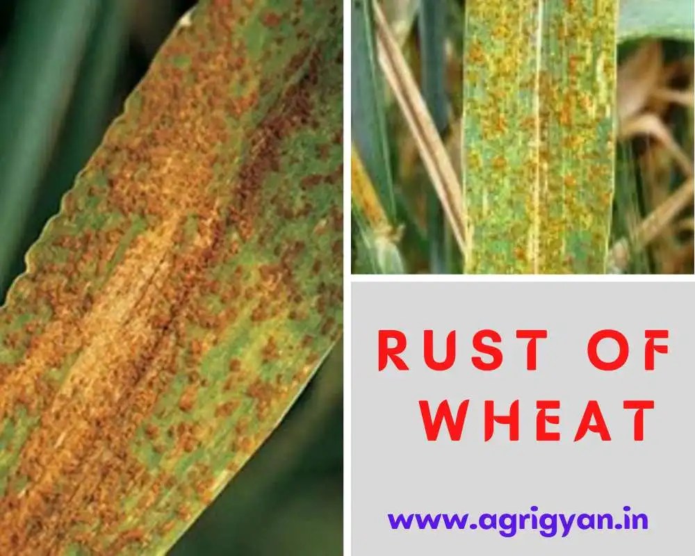 Rust Of Wheat Types, Symptoms, Pathogen And Control
