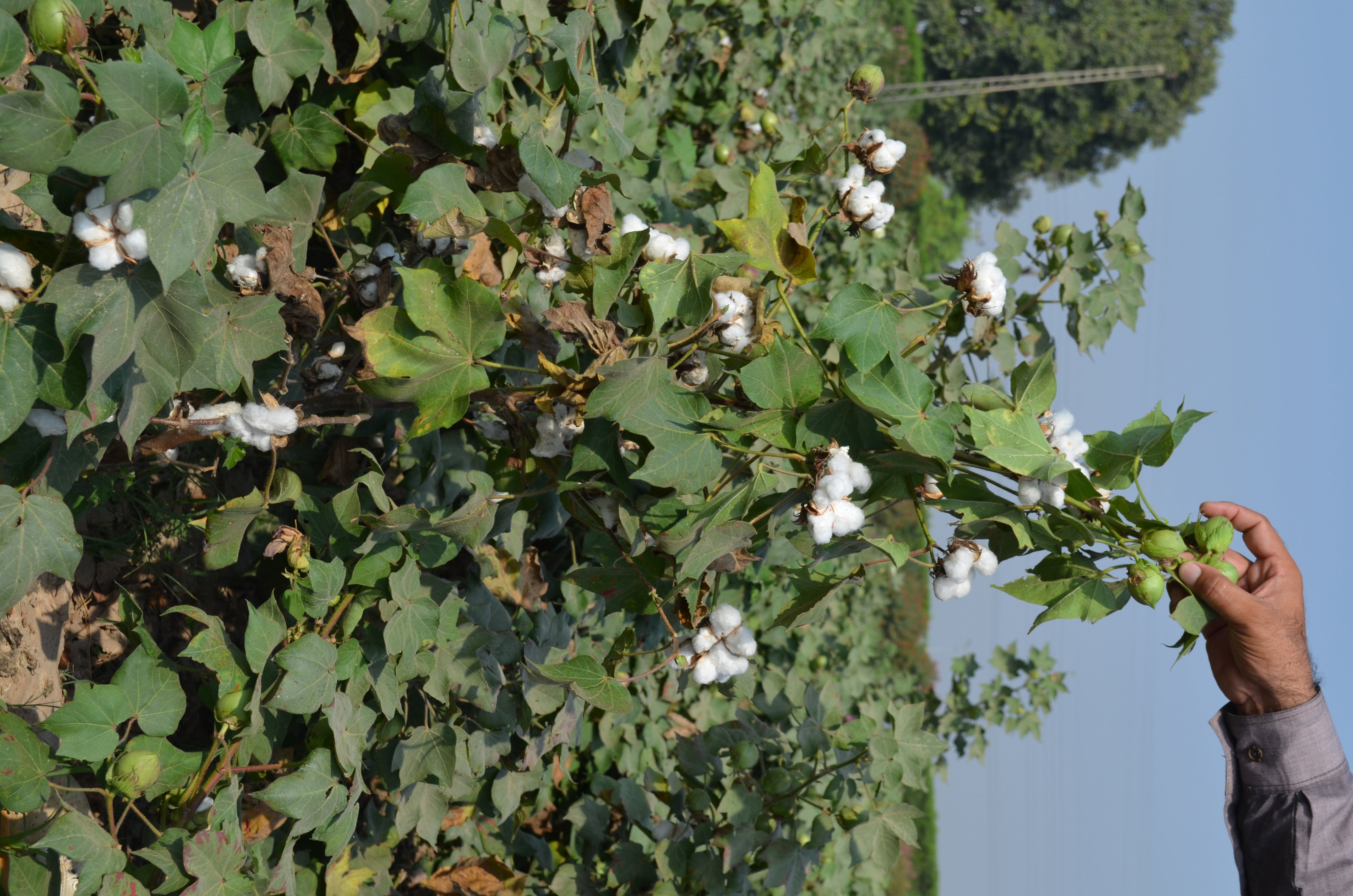 Cotton in Pakistan in pictures AgriHunt A Hunt for Agricultural
