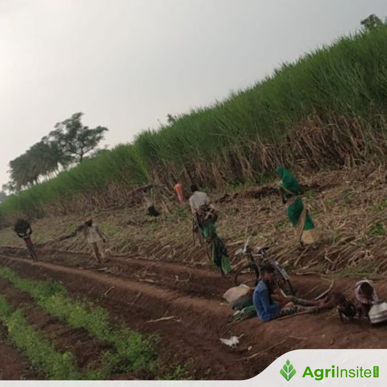 South Africa Midterm budget brings little comfort for sugar cane