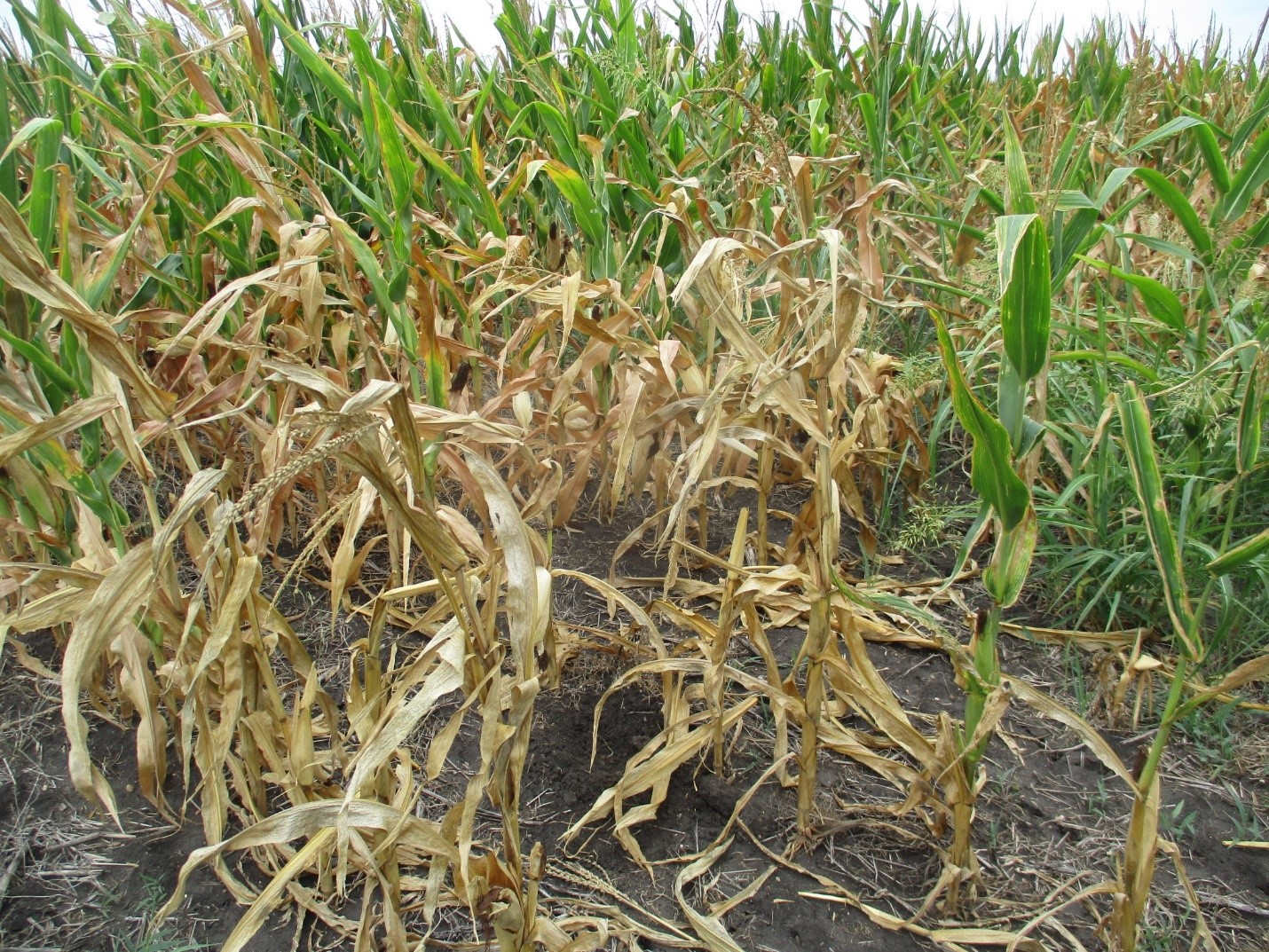 Corn Diseases in South and Central Texas, So Far Texas Row Crops