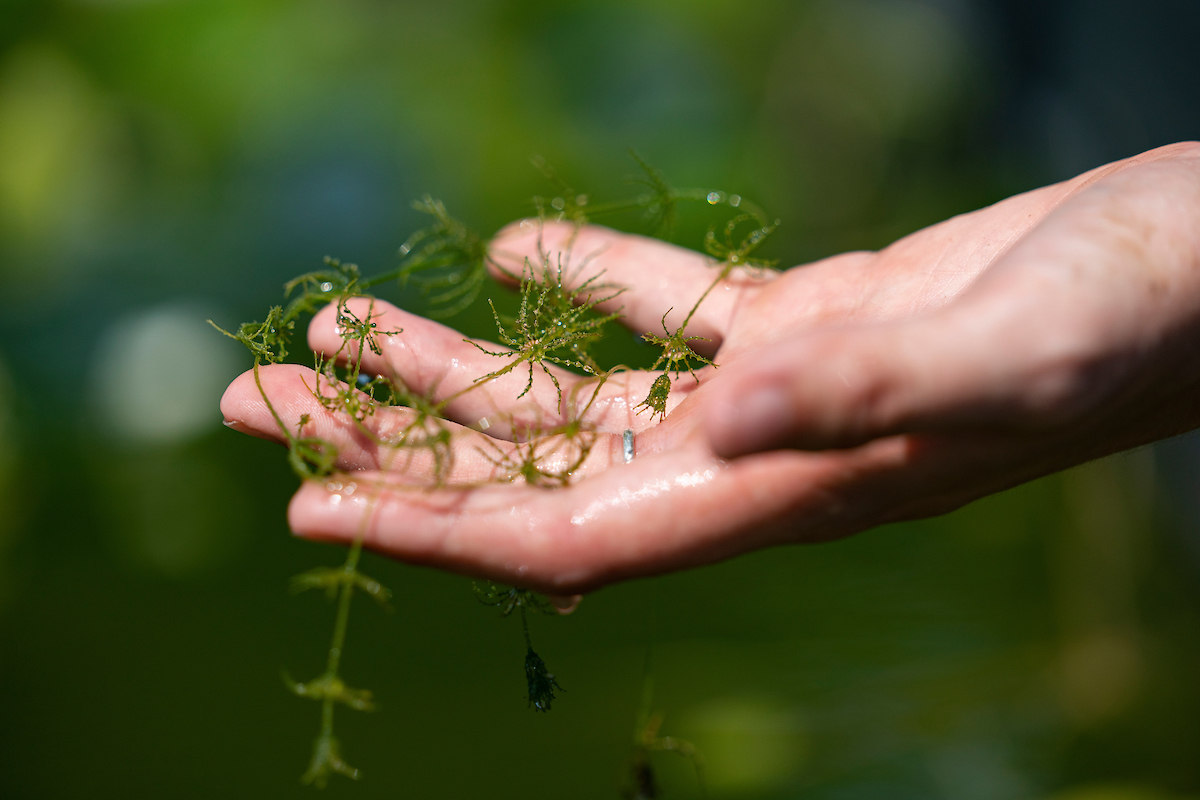 Aquaculture, Fisheries and Pond Management Texas A&M Agrilife Extension Service
