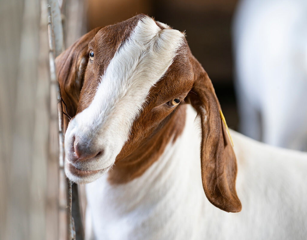 Fecal Egg Counting Testing Lab Texas A&M Agrilife Extension Service