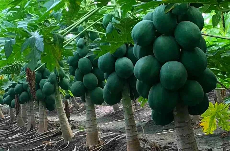 Papaya Farming methods for Beginners