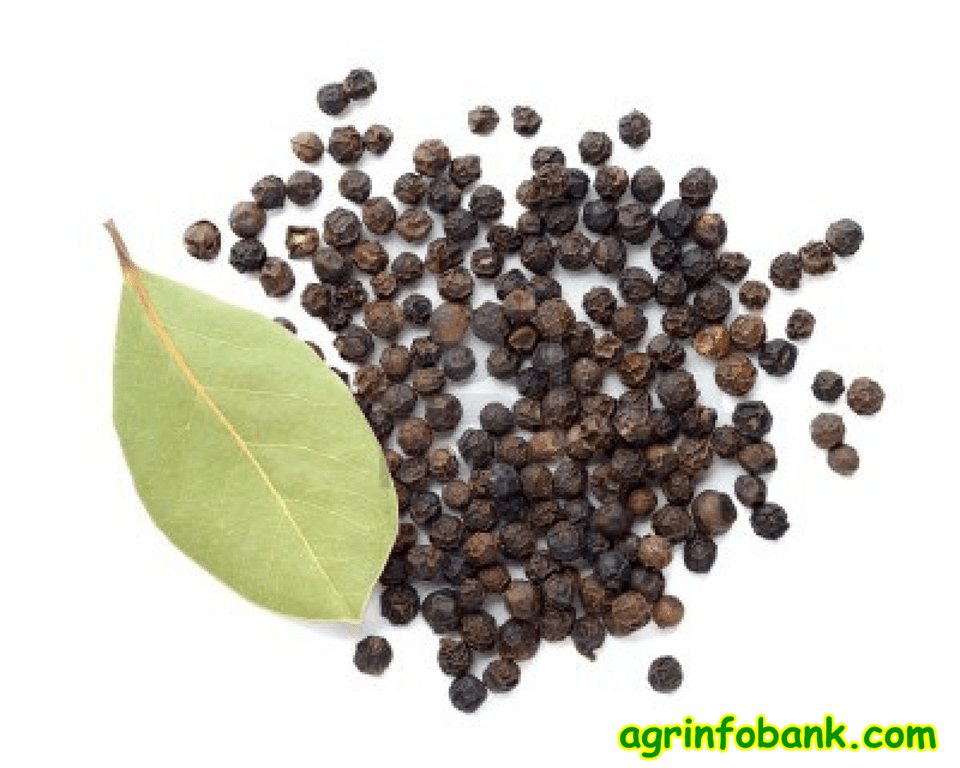 Black Pepper Seeds For Planting