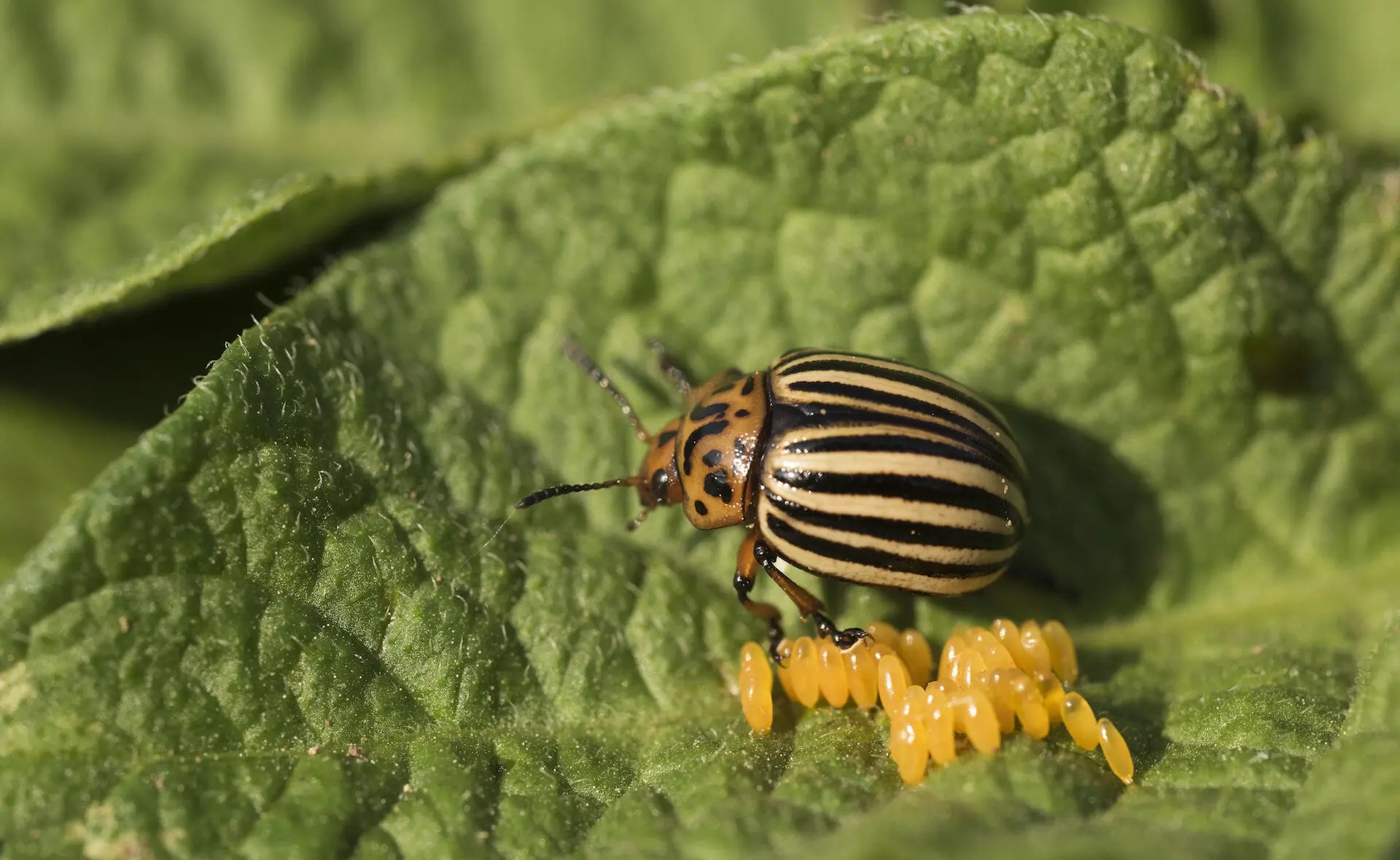 How to scout for colorado potato beetle in potato fields Agrio